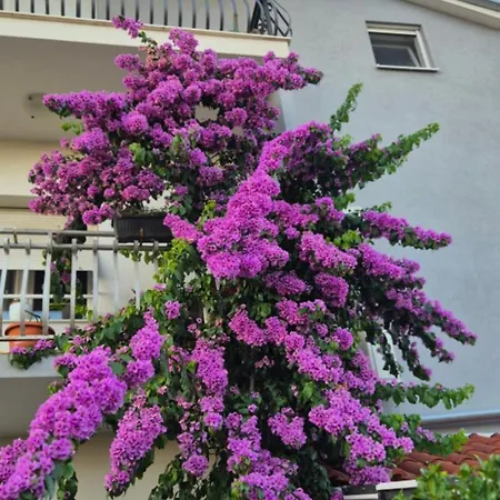 By Osibov Silverfish & Goldenfish * Kastela